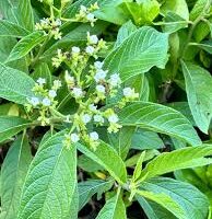 Erva Bateeira (maço)