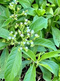 Erva Bateeira (maço)