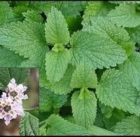 Erva Cidreira (maço)