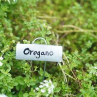 Oregano (maço)