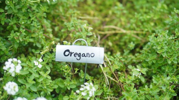 Oregano (maço)