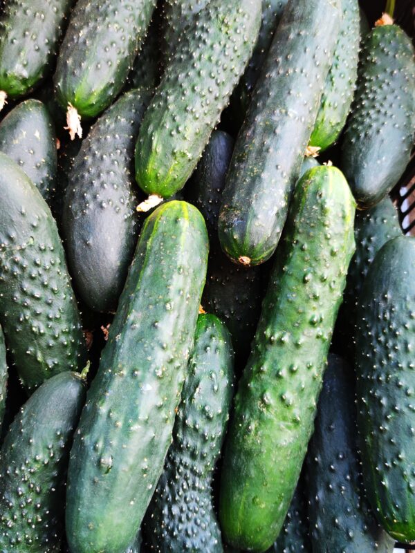 Pepino Agroecológico (kg)