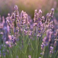 Alfazema ou Lavanda (maço)