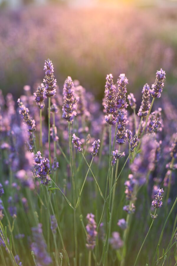 Alfazema ou Lavanda (maço)